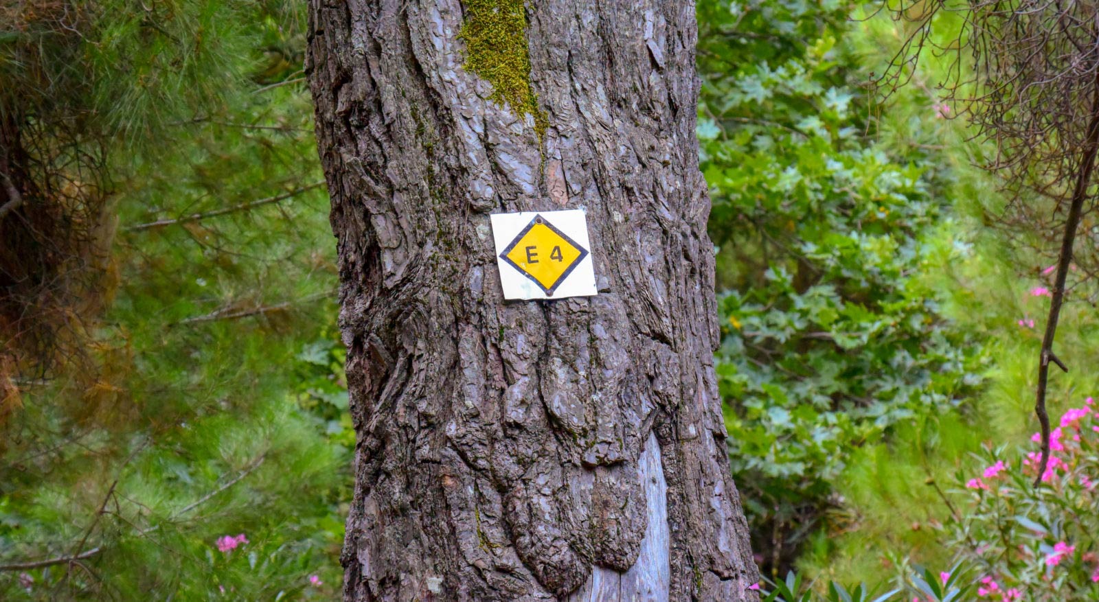 Sign of E4 trail at the forest