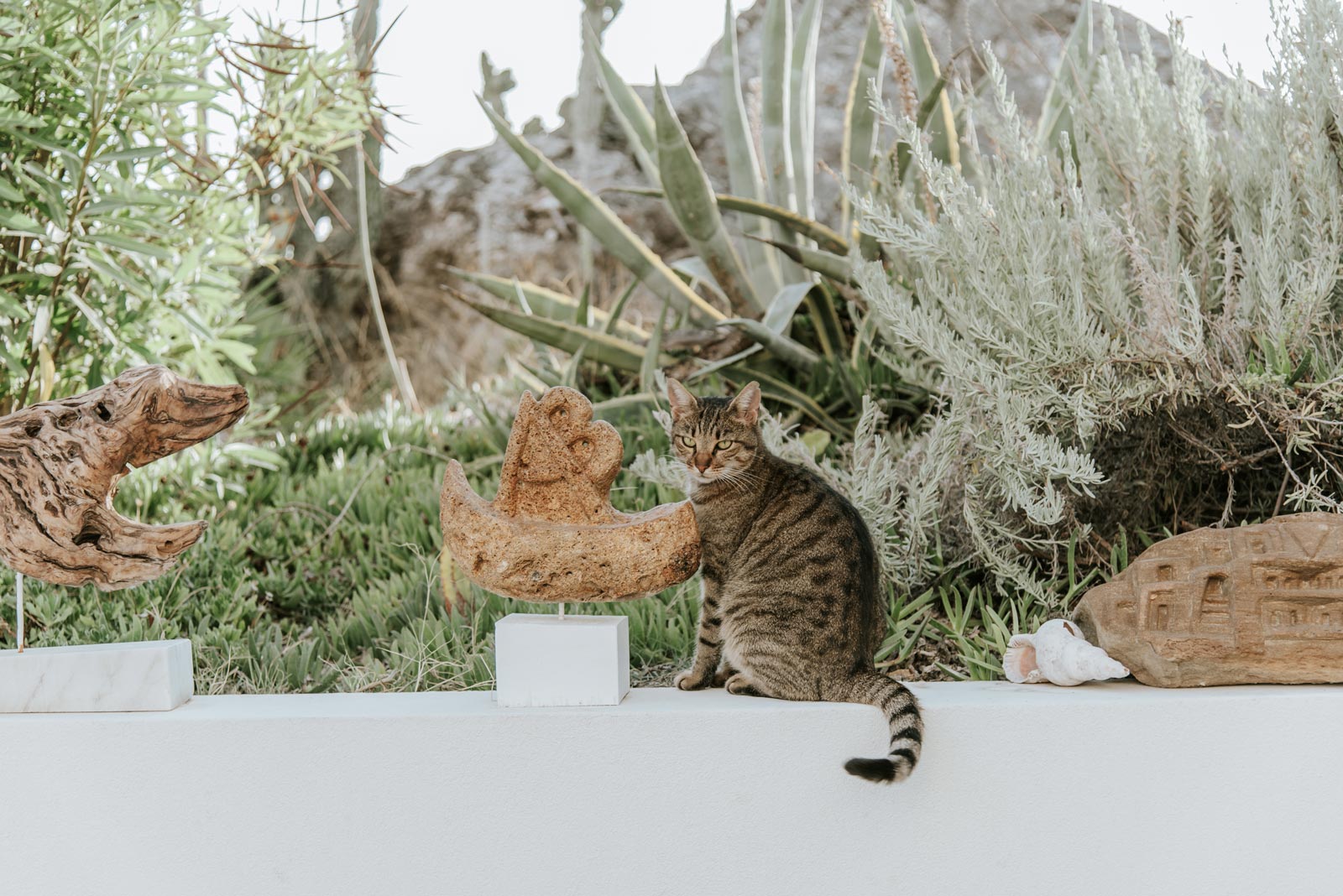 A cat at hotel